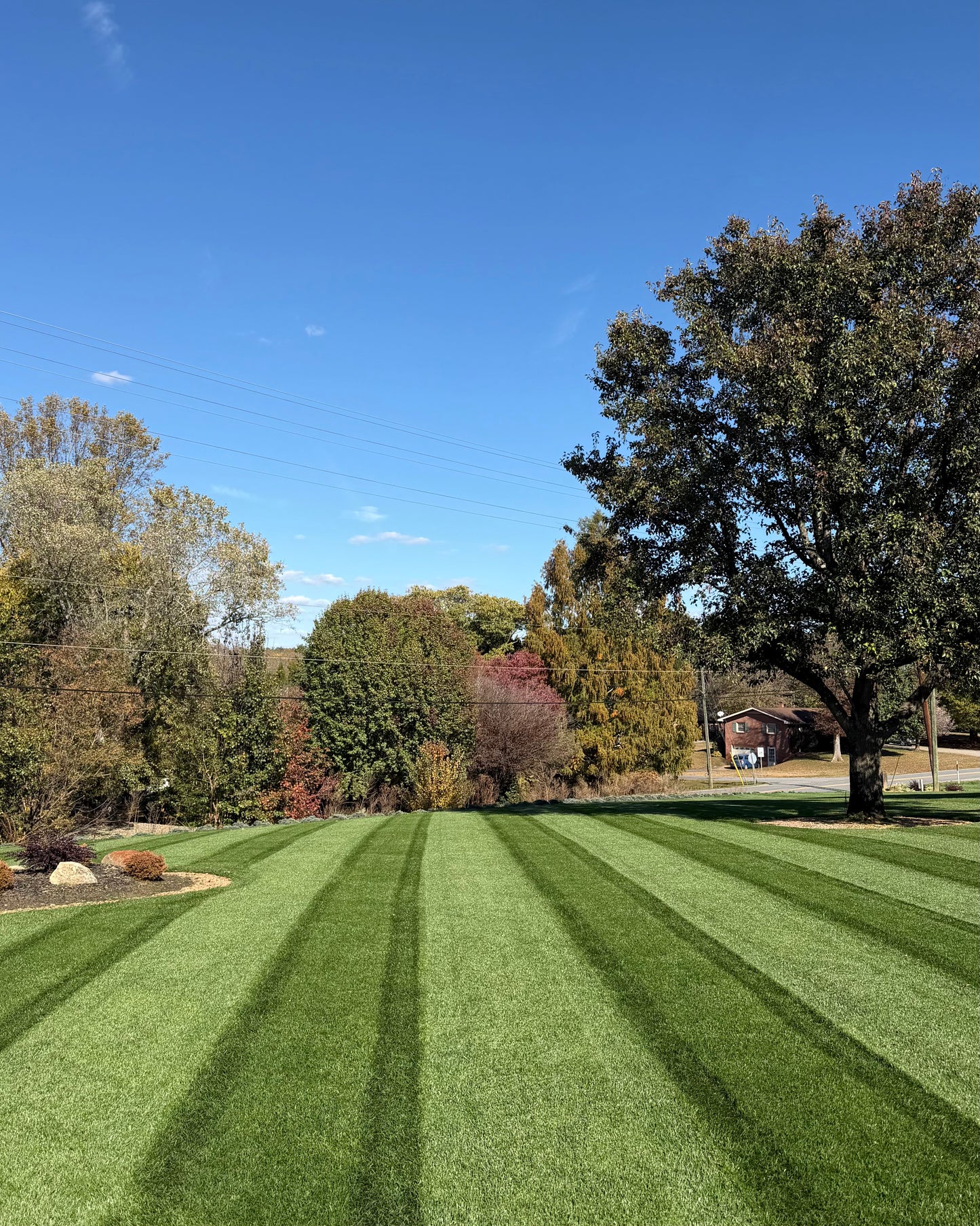 Prime Fescue Lawn Guide