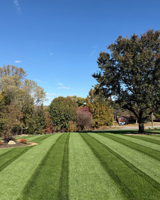 Prime Fescue Lawn Guide