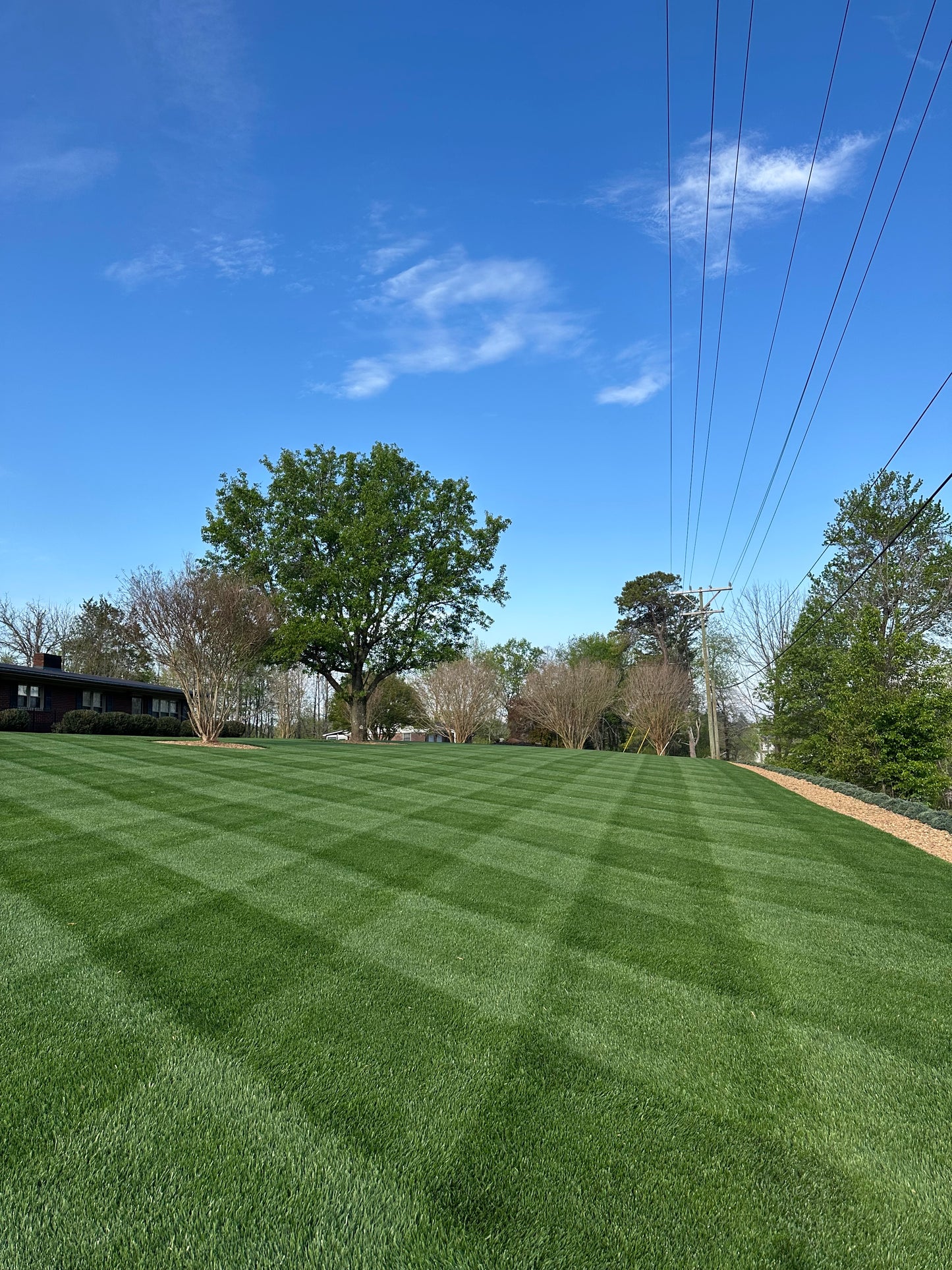 Prime Fescue Lawn Guide