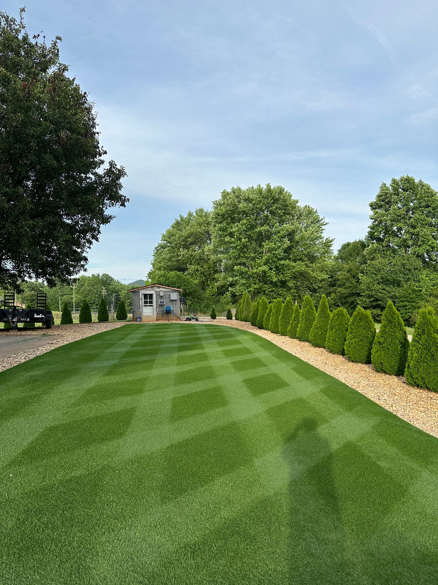 Apex Twilight Kentucky Blue Grass 25 Pound Bag (FREE SHIPPING)