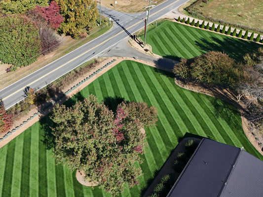 Prime Fescue Lawn Renovation Guide